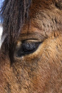 Closeup of the eye of a brown horse. Vertical shot.
